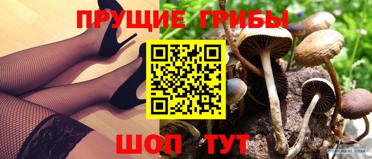 где можно купить наркотик  Псилоцибиновые грибы Magic Shrooms  Вход с VPN  Сальск 